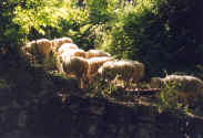 2-35a.jpg (96529 octets)